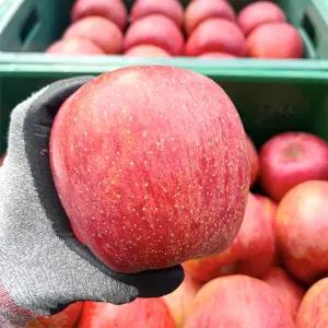 2026수확 청송 얼음골 꿀범벅 햇 부사 사과 5KG 대과