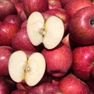 재고정리행사 청송 통째 온 그대로 먹는 햇 부사 사과 5KG 대과