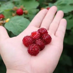 [예약판매] 달콤한 장기 햇 산딸기(생과) 1kg