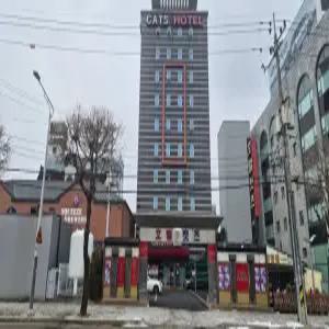 [강원특별자치] 춘천 캣츠호텔(강원특별자치모텔/춘천모텔)