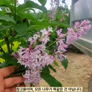 미스김라일락나무 포트 묘목 라일락 개화주 보라 퍼플꽃 수수꽃다리 노지월동 (목하원예조경)