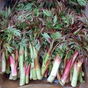 강원도 홍천 삼나물 생 눈개승마 1kg 자연산 생채 4월20일 첫출하 봄나물