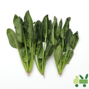 시금치 8Kg (특)