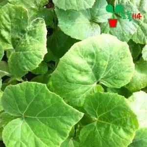 호박 모종 (마디애호박) (1개)~ 묘목 텃밭 시장 씨앗