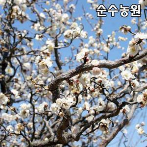 운용매화나무 묘목 접목1년 뿌리묘 5개/꽃나무/조경수