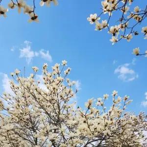 백목련나무 접목1년 묘목 봄꽃 목련나무 정원 조경수 노지월동 (목하원예조경)