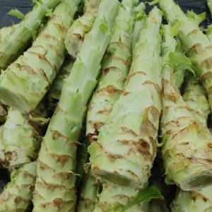 국산 생 궁채 2kg 궁채나물 줄기상추 뚱채
