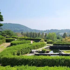 회양목나무 묘목 H40cm전후 5주 담장 생울타리 경계수 정원조경나무 상록수 관목 노지월동 (목하원예조경)