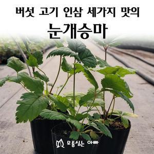 [모종심는아빠] 버섯 고기 인삼 세가지맛의 삼나물 눈개승마 모종