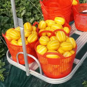 경북 성주 산지 꿀맛 참외 2kg