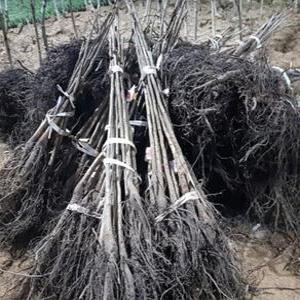 키움원예 호두나무 2년생 묘목 1주 조경수