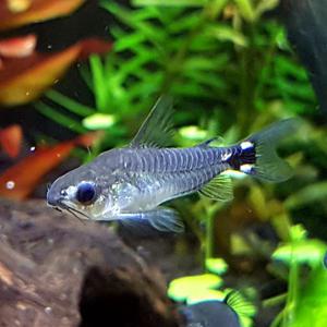 하스타투스 10마리