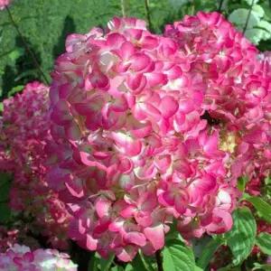 유럽 목수국 다이아몬드루지 4치장 포트 묘목 수국 노지월동 정원용 조경용 꽃나무 (목하원예조경)