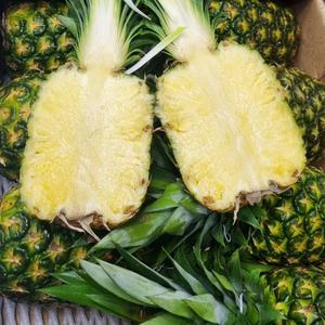 특별행사 고당도 파인애플 소과 1입, 2입(개당 1kg내외)