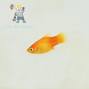 [힘찬열대어] 선셋 플래티 6마리