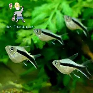 [힘찬열대어] 벌룬 펭귄 테트라 4마리