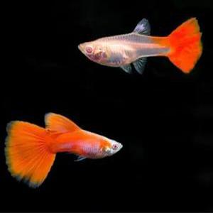 [힘찬열대어] 입문용 알비노풀레드 구피1쌍