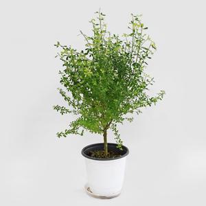 애니시다 외목대 중형 관엽식물 실내 공기정화 반려식물 플랜테리어