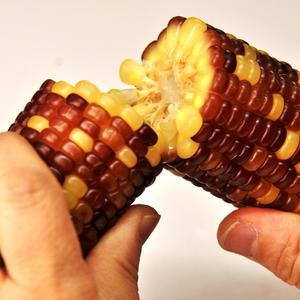 홍찰 옥수수 특대사이즈 10개 외 택1 냉동 쫀득한 찰옥수수 찐옥수수 무첨가 아이간식