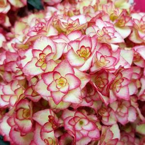 정원수국 나무 묘목(미스사오리) 7치포트