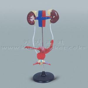 과학교육 비뇨기계 방관 요관 여성 배설기관 구조모형 유치원만들기 키덜트