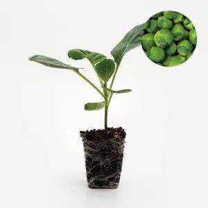 마이플랜트 방울양배추 브릴리언트 2개 야채 양배추 모종 텃밭 채소 튼튼한 모종