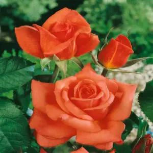 다목농원 모니카 사계장미 독일 유럽 영국 땅장미 3년생 개화주 정원