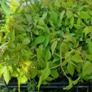 삼나물 눈개승마모종(트레이모판) 50개 gj2511