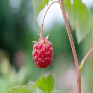 산딸기묘목 산딸기나무 슈퍼왕산딸기, 1개 나무 묘목(NY)
