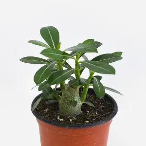 마이플랜트 석화 나무 소형 1개 관엽식물 사막의장미 바오밥나무 아데니움 키우기