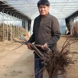 라핀 체리나무 묘목 2년생 왜성체리 강산16호 상묘 특묘 유실수 과실수 가정과수 조경용 정원수 원예