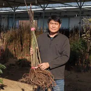 엄나무 묘목 음나무 토종엄나무 민엄나무 1-3년생 약용수 특용수