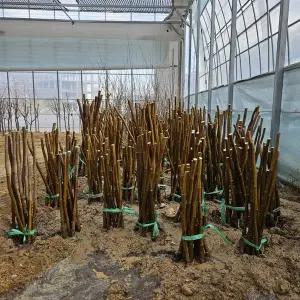 무화과 나무 (바나네) 1년생묘목_과일나무