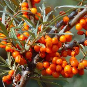 묘목/비타민나무(산자나무)삽목 2년- 암나무5+ 숫나무2   KJ3008