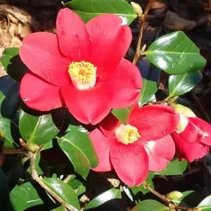 동백나무 60-80cm내외 포트 실생 묘목 겨울꽃 토종 홑꽃 동백 정원조경나무 상록수 (목하원예조경)