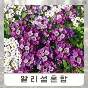 씨앗나라 알리섬 혼합 30립