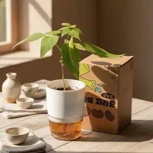 식물 키우기 키트 강낭콩