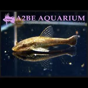 [에이투비]브리딩 리오네그로 오토싱 / 2-3센치 전후 / 1마리