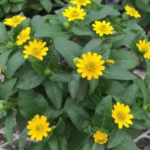 어린모종 산비탈리아 베이비 썬(애기해바라기) 8cm분