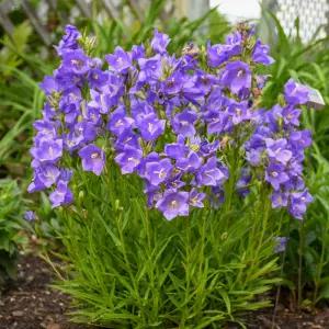 어린모종 캄파눌라 타키온 블루(다년생) 8cm분