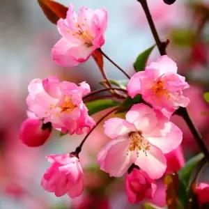 서부해당화 1m이상 나무묘목 수사해당화 조경수 정원수