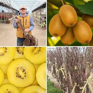 키위나무 묘목 2년생 골드키위 가정과수 유실수 과실수 과일나무 재배 수확 조경