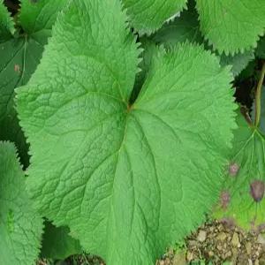 다수확 곰취모종 10개 (트레이 10구) 병에 강하고 수량성이 높은 신품종 (WM)