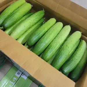 오이장아찌 피클용 다다기오이 10kg 실속형 백오이