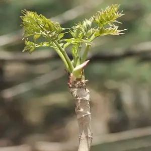 나무생각 / 참두릅 / 실생3년(특) / 1등묘