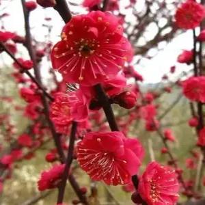 (경기농원)매화나무 묘목 설중매 4년생개화주