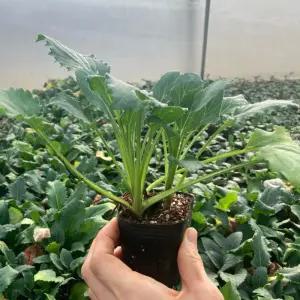 부지깽이나물모종 울릉도취나물 부지깽이 부지갱이 쑥부쟁 모종 2년생 32개 묘종