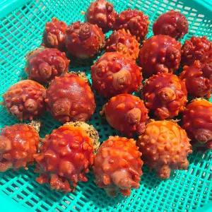 국내산 남해안 통영 활멍게 3kg 15-30미