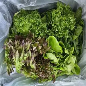 무농약 유러피안 샐러드채소 800g, 1kg 유럽채소 유럽상추 쌈채소 쌈추 버터헤드 바타비아 멀티리프 크리스탈