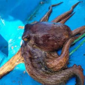 제수용 대짜 활 돌문어 1kg 1미